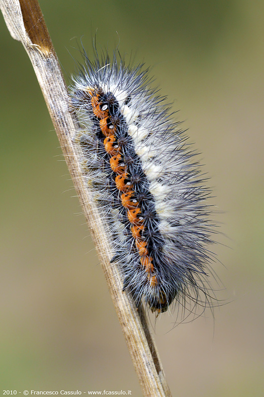 Aiuto identificazione bruco